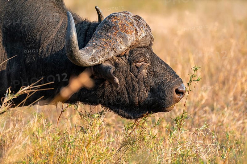 Cape buffalo (Syncerus caffer caffer), adult male, in dry grass, in the evening light, animal portrait, Kruger National Park, South Africa