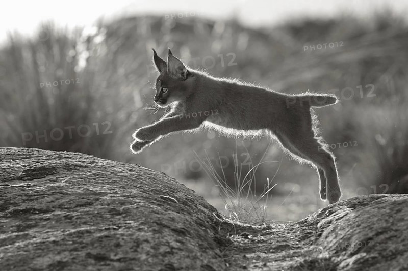 Caracal (Caracal caracal) cub jumping, Castile-La Mancha, Spain