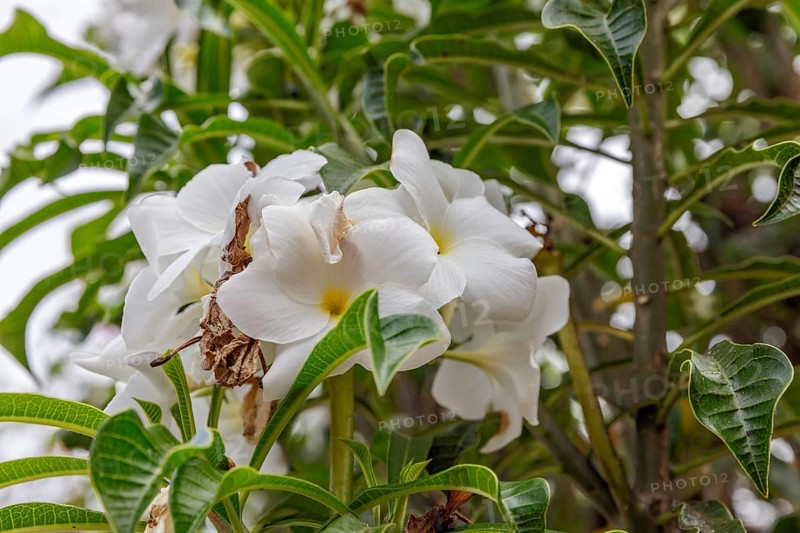 White frangipani (Plumeria pudica), San Cristobal, Galapagos, Ecuador