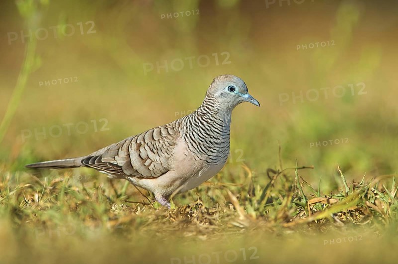 Peaceful Dove (Geopelia placida), Queensland, Australia