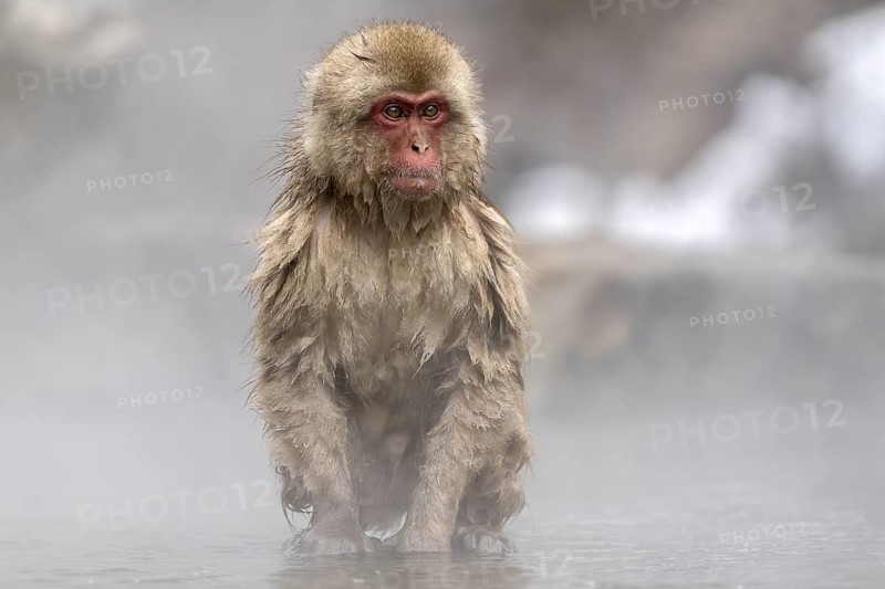 Japanese macaque (Macaca fuscata), wet, bathing, in winter, Jigokudani Snow Monkey Park, Yamanouchi, Shimotakai, Nagano Prefecture, Japan