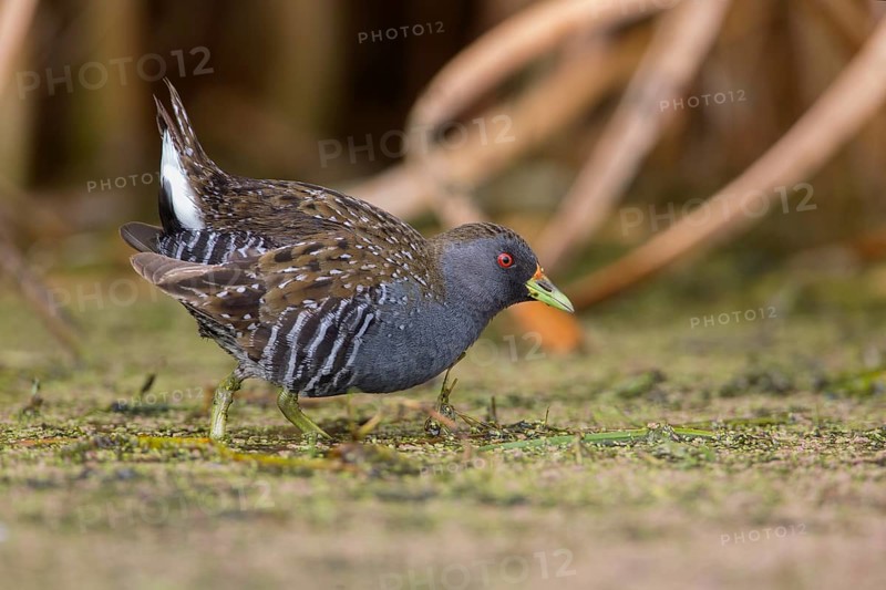 Australian Crake (Porzana fluminea) foraging, Victoria, Australia