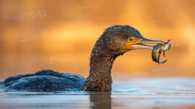 Great Cormorant (Phalacrocorax carbo) with captured Black bullhead (Ameiurus melas) prey in its beak, Hungary