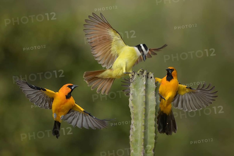Great Kiskadee & Altamira Oriole (Pitangus sulphuratus & Icterus gularis) wrangling, Texas, USA