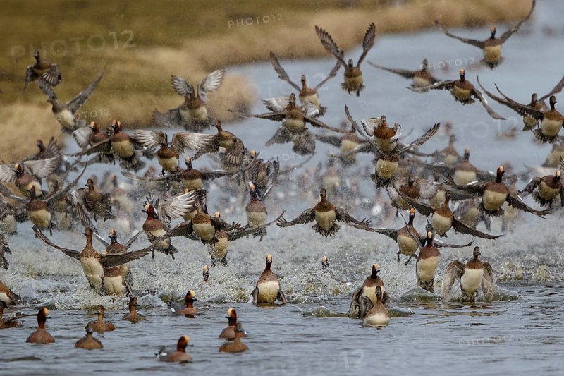 Eurasian Wigeon (Mareca penelope) flock landing, Netherlands