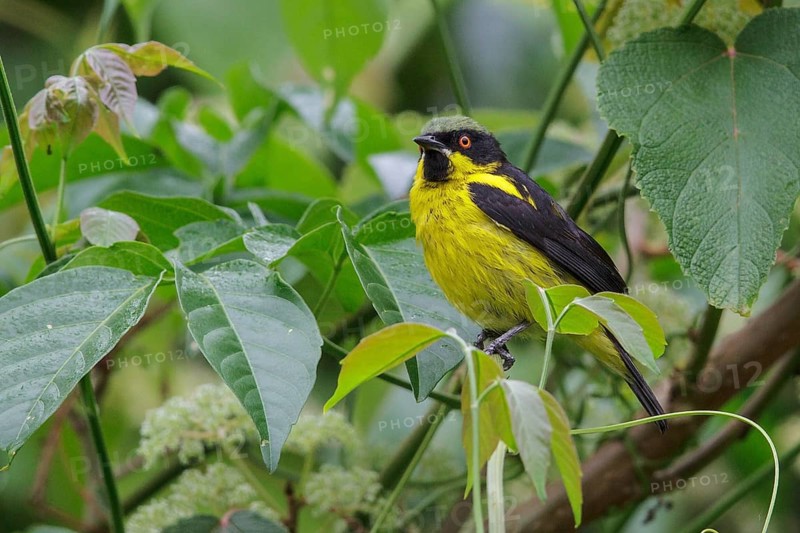 Yellow-bellied Dacnis (Dacnis flaviventer) perched on a branch in Manu National Park, Peru