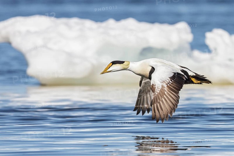 Common Eider (Somateria mollissima) flying over the Hudson's Bay in Churchill, Manitoba Canada