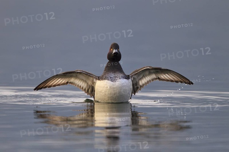 Tufted Duck (Aythya fuligula) male, Carinthia, Austria