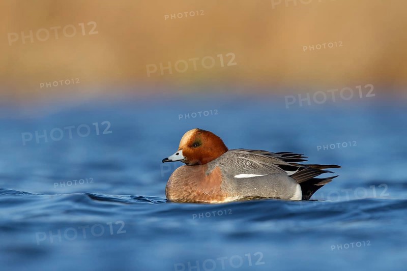 Eurasian Wigeon (Mareca penelope) male, Utrecht, Netherlands
