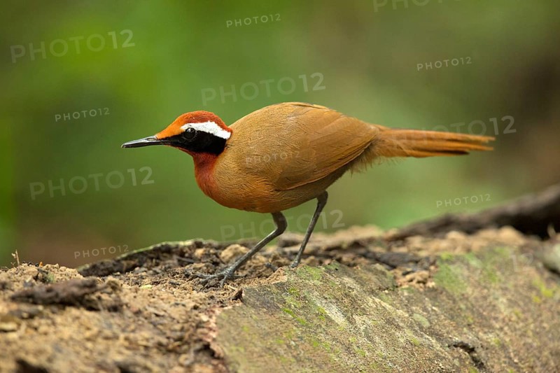 Rail-babbler (Eupetes macrocerus), Pahang, Malaysia