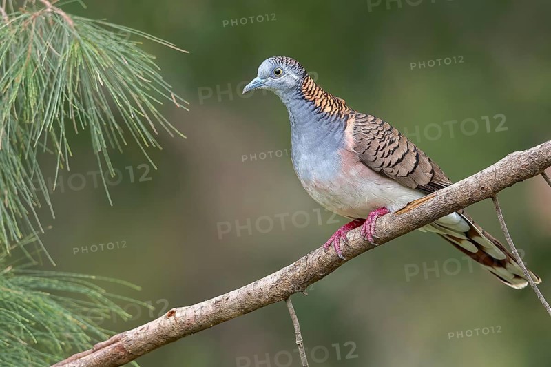 Bar-shouldered Dove (Geopelia humeralis) perched on a branch in eastern Australia