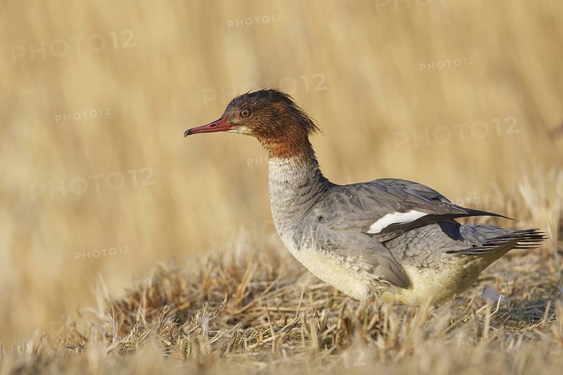 Common Merganser (Mergus merganser) female, Bavaria, Germany