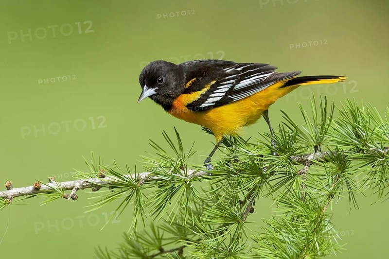 Baltimore Oriole (Icterus galbula) male, Ohio, USA