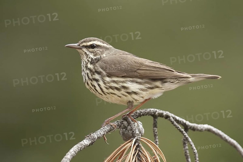 Northern Waterthrush (Parkesia noveboracensis), Michigan, USA