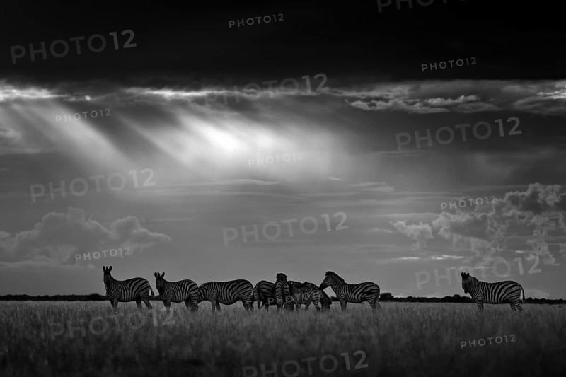 Zebra with dark storm sky. Burchell's zebra, Equus quagga burchellii, Nxai Pan National Park, Botswana, Africa. Wild animal on the meadow. Wildlife nature, African safari. Black and white art