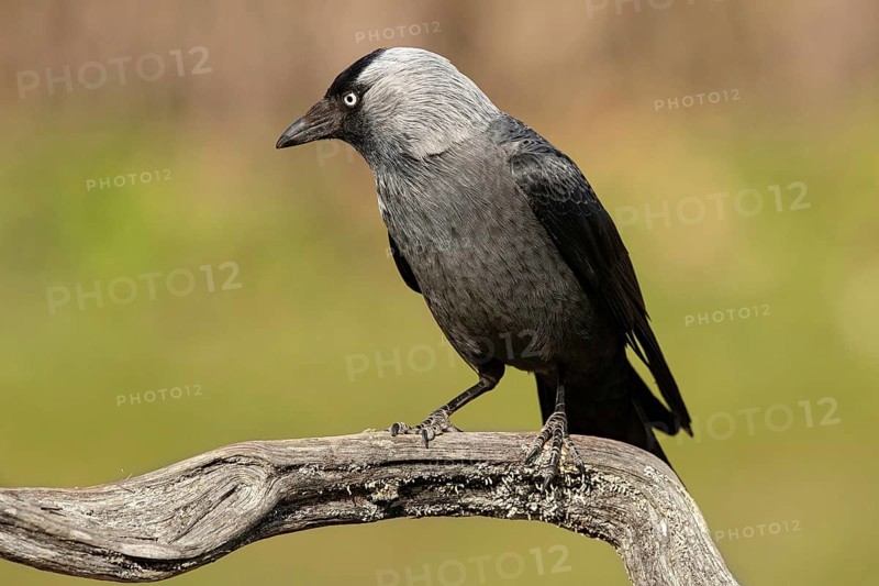 Western Jackdaw (Coloeus monedula), Smaland, Sweden