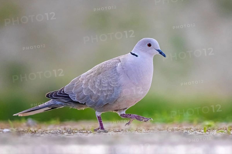 Eurasian Collared Dove (Streptopelia decaocto), Kiskunsag National Park, Hungary
