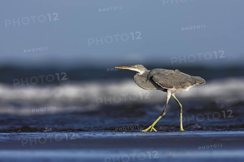Western Reef Heron (Egretta gularis), Oman