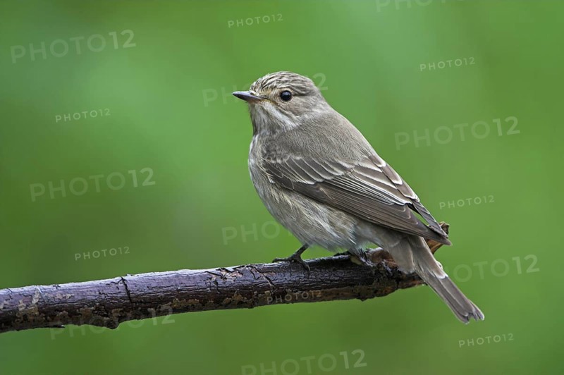 Spotted Flycatcher (Muscicapa striata), Greece