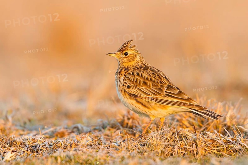 Eurasian Skylark (Alauda arvensis), Baden-Wuerttemberg, Germany