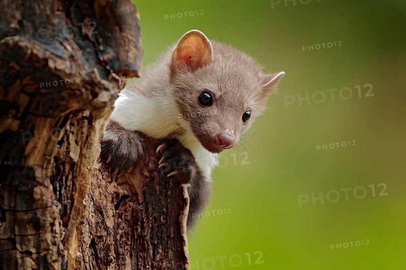 Beautiful cute forest animal. Beech marten, Martes foina, with clear green background. Small predator sitting on the tree trunk in forest. Wildlife scene from Germany