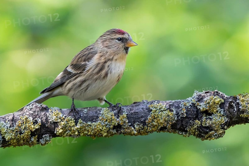 Common Redpoll (Acanthis flammea), Lower Saxony, Germany