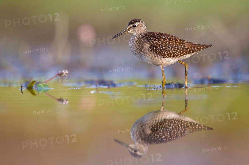 Wood Sandpiper (Tringa glareola) foraging, Poland