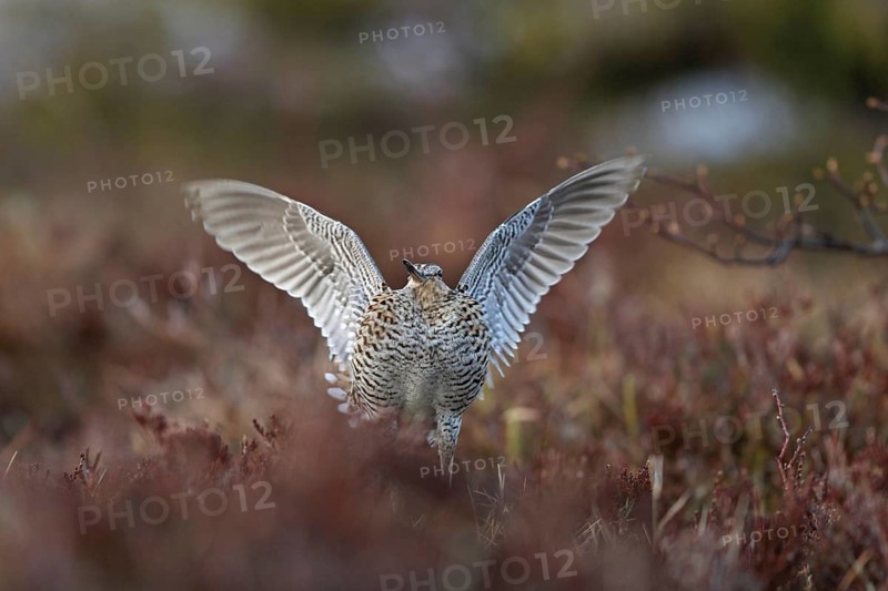 Great Snipe (Gallinago media) flapping wings, Buskerud, Norway