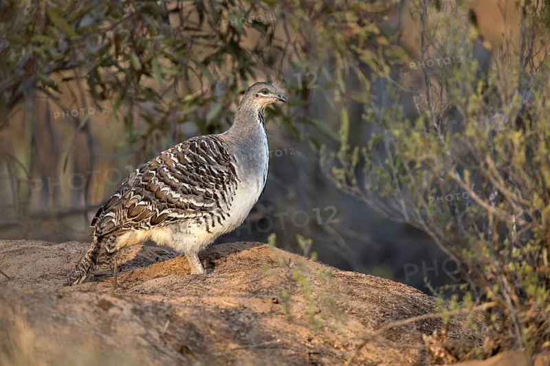 Malleefowl (Leipoa ocellata), Victoria, Australia