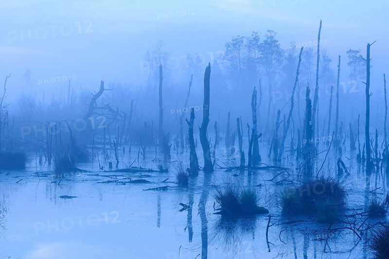 Bog in misty morning light, Lower Saxony, Germany