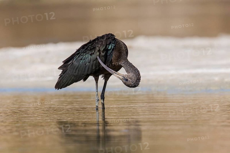 Glossy Ibis (Plegadis falcinellus) preening, Eilat, Israel