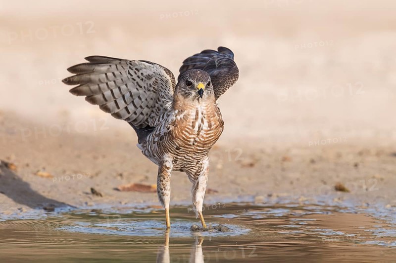 Levant Sparrowhawk (Accipiter brevipes) at a waterhole, Eilat, Israel
