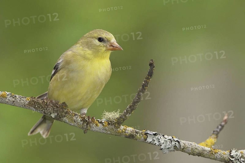 American Goldfinch (Spinus tristis) female perched on a branch, British Columbia, Canada