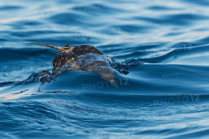 Sooty Shearwater (Ardenna grisea), Eilat, Israel