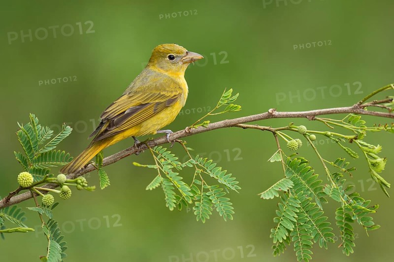 Summer Tanager (Piranga rubra) female perched on a branch, Texas, USA