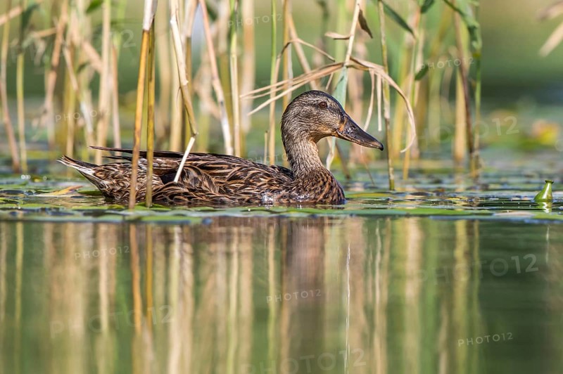 Mallard (Anas platyrhynchos) juvenile, Mecklenburg-Western Pomerania, Germany