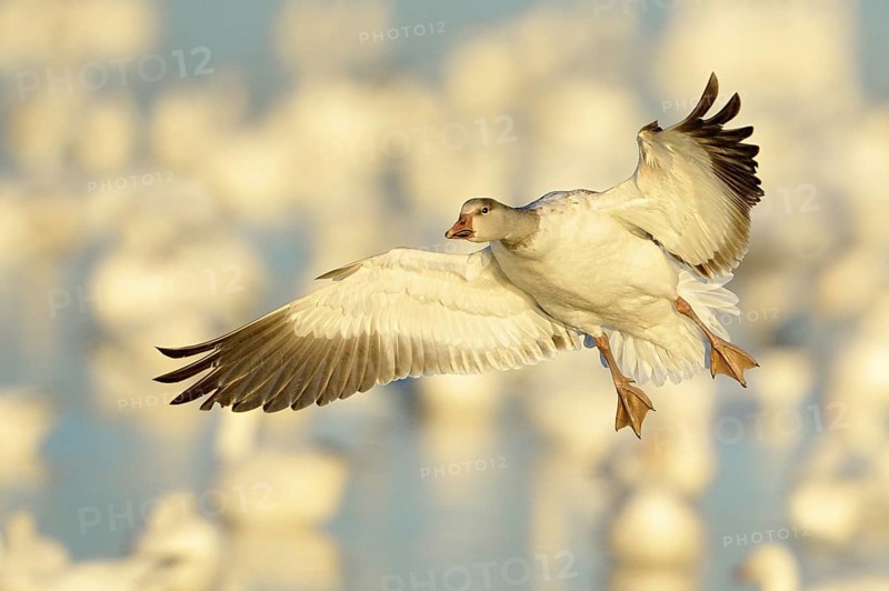 Snow Goose (Anser caerulescens) flying, New Mexico, USA