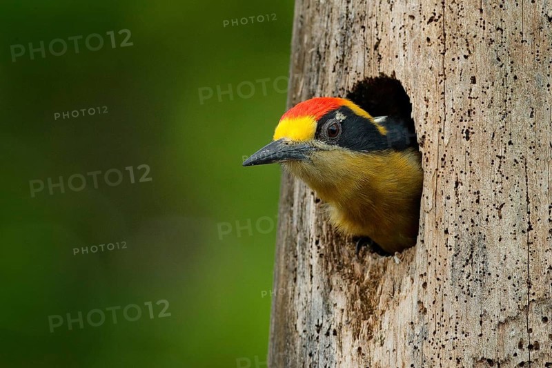 Bird in the tree nest hole, detail portrait. Golden-naped woodpecker, Melanerpes chrysauchen, sitting on tree trink with nesting hole, black and red bird in nature habitat, Corcovado, Costa Rica