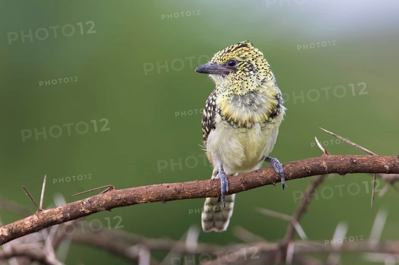 D'Arnaud's Barbet (Trachyphonus darnaudii usambiro) perched on a branch, Serengeti, Tanzania