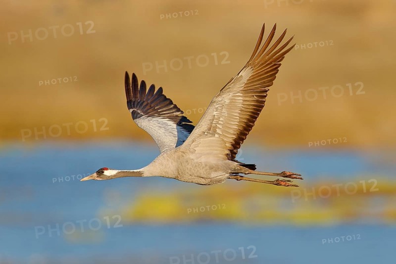 Common Crane, Grus grus, big bird in the nature habitat, Lake Hornborga, Sweden. Wildlife scene from Europe. Grey crane with long neck