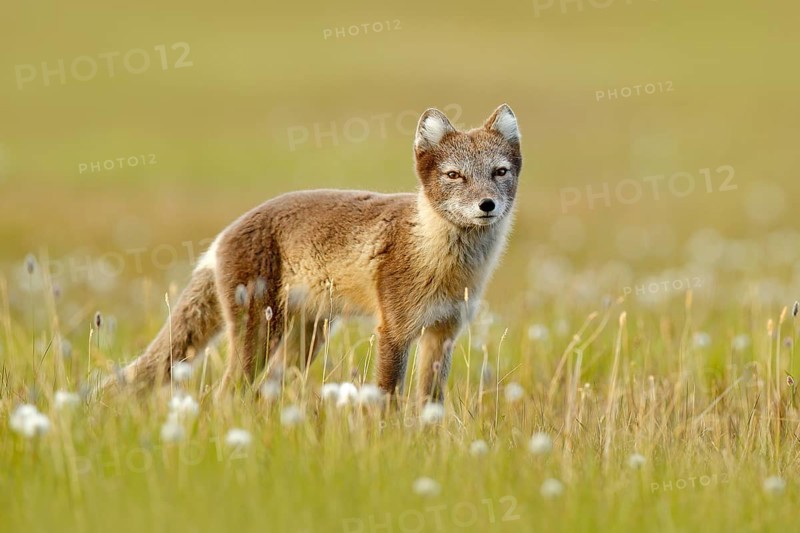 Arctic Fox, Vulpes lagopus, cute animal portrait in the nature habitat, grass meadow with flowers, Svalbard, Norway. Polar fox in the nature spring habitat. Wildlife from Norway