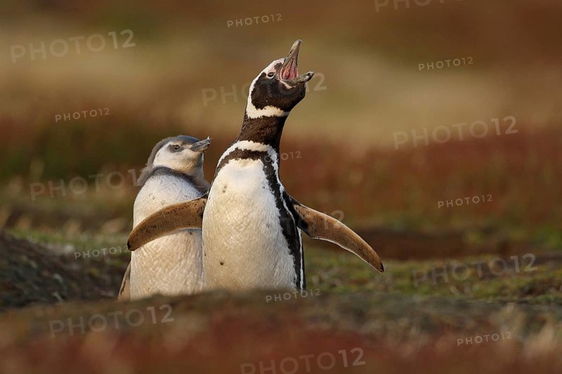 Two birds in the nesting ground hole, baby with mother, Magellanic penguin, Spheniscus magellanicus, nesting season, animals in the nature habitat, Argentina, South America. Besting behaviour, nature