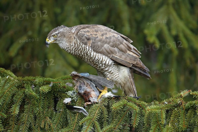 Bird behaviour. Bird of prey Goshawk kill jay on green spruce tree. Feeding scene with bird and catch. Goshawk, forest habitat. Hawk from Czech Reublic. Wildlife scene from wild nature, Accipiter gentilis
