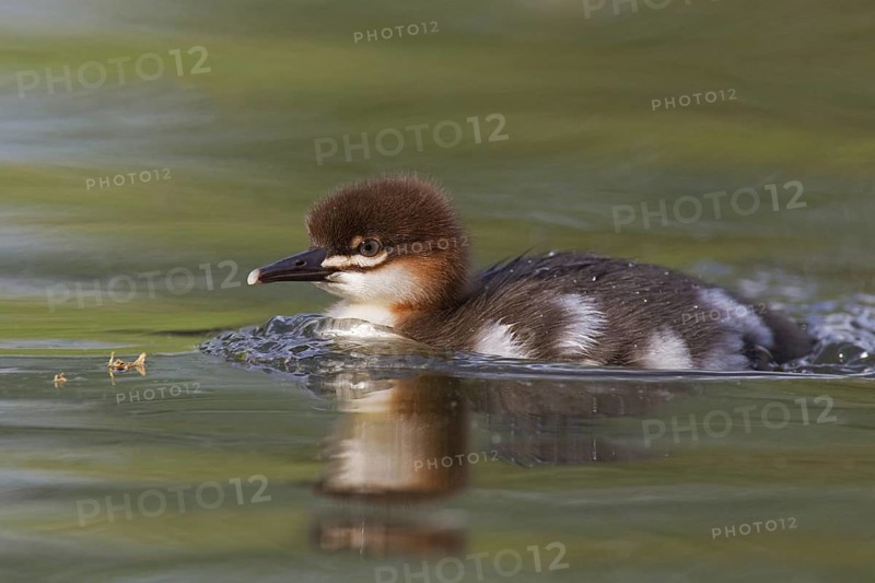 Common Merganser (Mergus merganser) juvenile, Mecklenburg-Western Pomerania, Germany