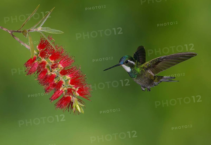White-throated Mountain Gem (Lampornis castaneoventris) high in the mountains at San Gerrardo de Dota, Costa Rica