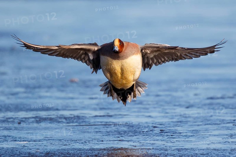 Eurasian Wigeon (Mareca penelope) male flying, Netherlands