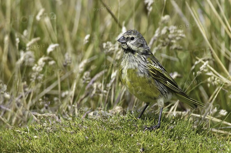 White-bridled Finch (Melanodera melanodera) male, Falkland Islands