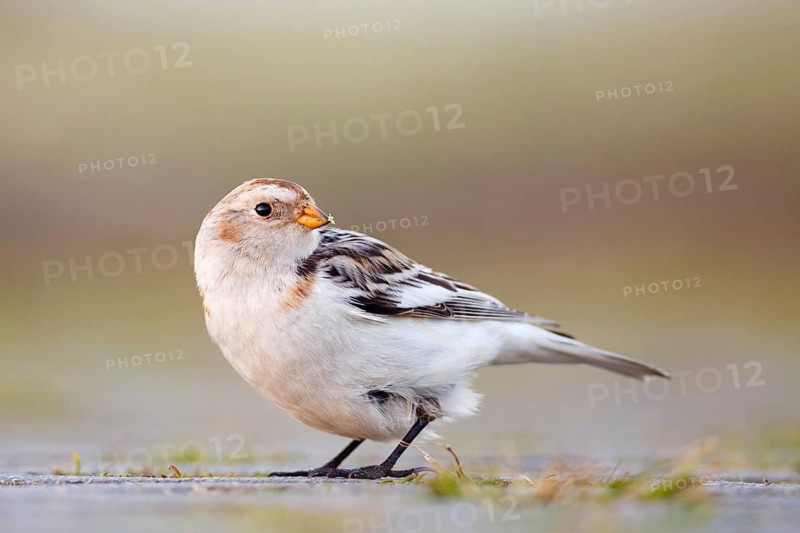 Snow Bunting (Plectrophenax nivalis), Asturias, Spain