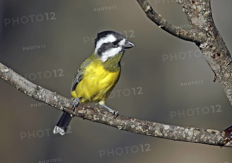 Crested Shriketit (Falcunculus frontatus) female, Victoria, Australia