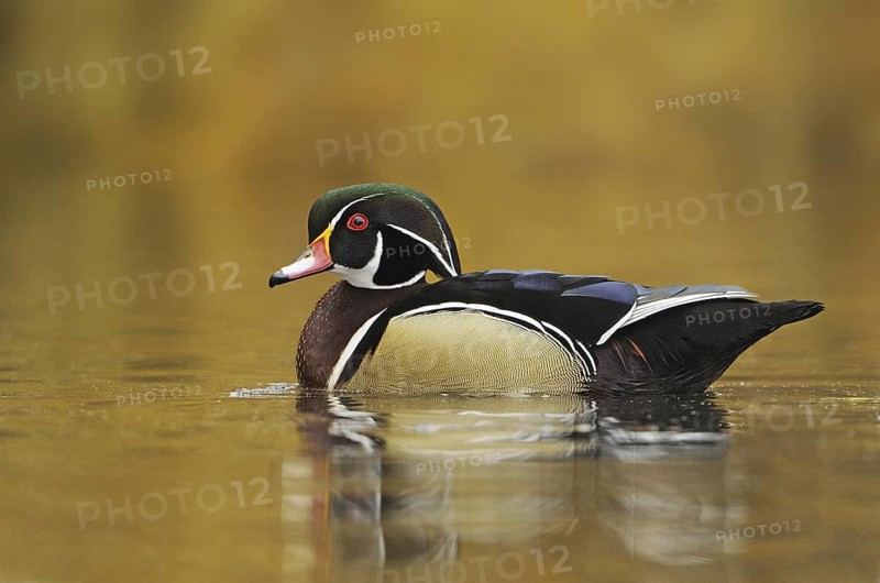 Wood Duck (Aix sponsa) male, British Columbia, Canada